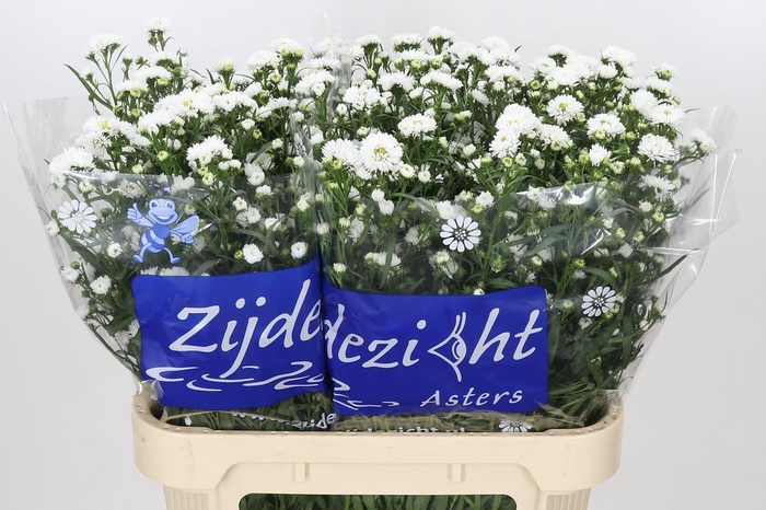 <h4>Aster Cassy</h4>