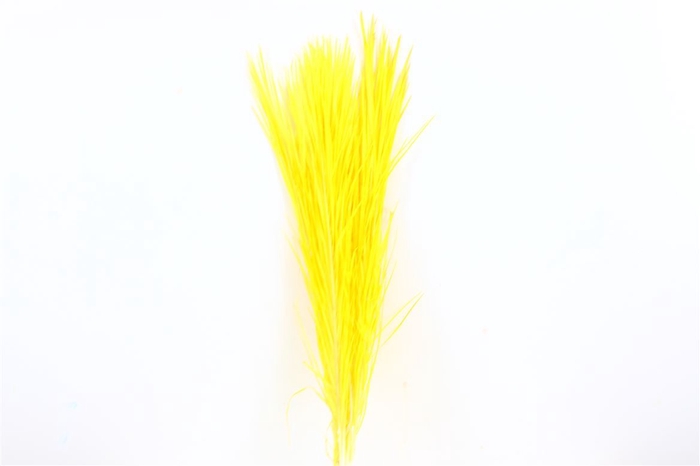 <h4>Pres Phoenix Yellow Bunch</h4>