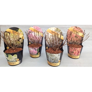 Hydrangea paniculata Mix 19 cm in potcover Classic