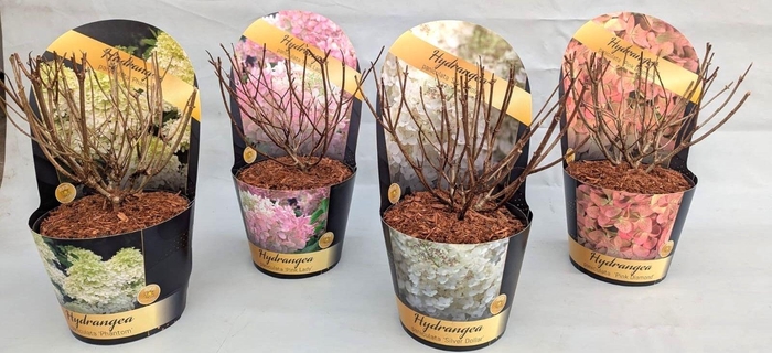 <h4>Hydrangea paniculata Mix 19 cm in potcover Classic</h4>