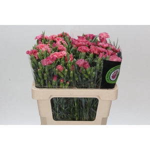 Dianthus Solomio Cas