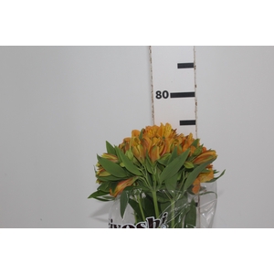 ALSTROEMERIA GYPSY 080 CM LARANJA