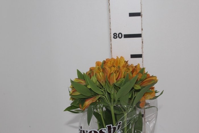 <h4>ALSTROEMERIA GYPSY 080 CM LARANJA</h4>