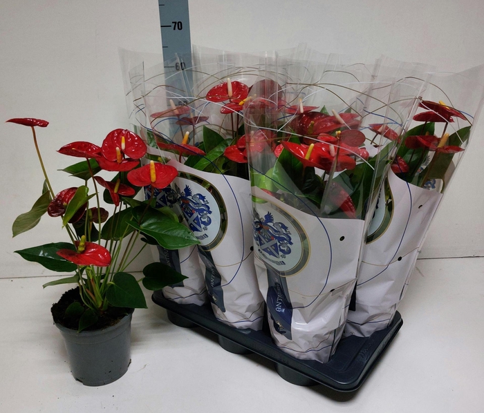 <h4>ANTHU A JAMBO RED</h4>