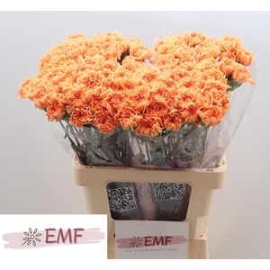 DI ST CARAMEL COWBOY