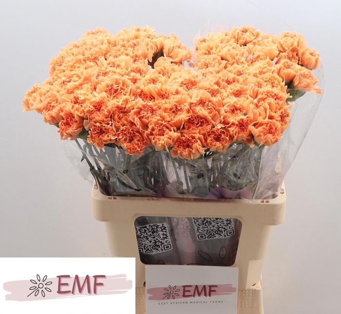 <h4>DI ST CARAMEL COWBOY</h4>