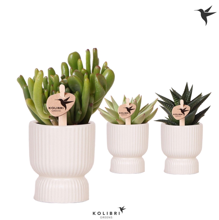 <h4>Kolibri Greens Succulenten mix in Diabolo pot travertine</h4>