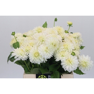 Dahlia DE 'White Cap'