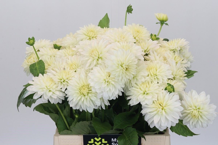 <h4>Dahlia DE 'White Cap'</h4>