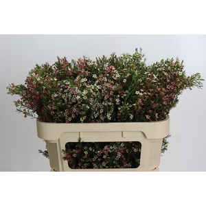 CHAME UN MY SWEET 16