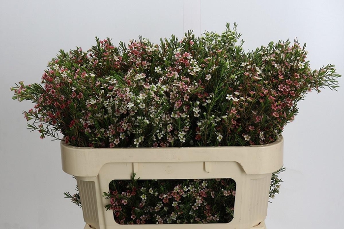 <h4>CHAME UN MY SWEET 16</h4>