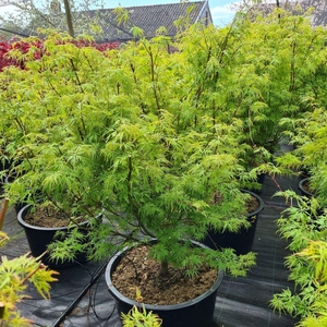 Acer palmatum Seiryu