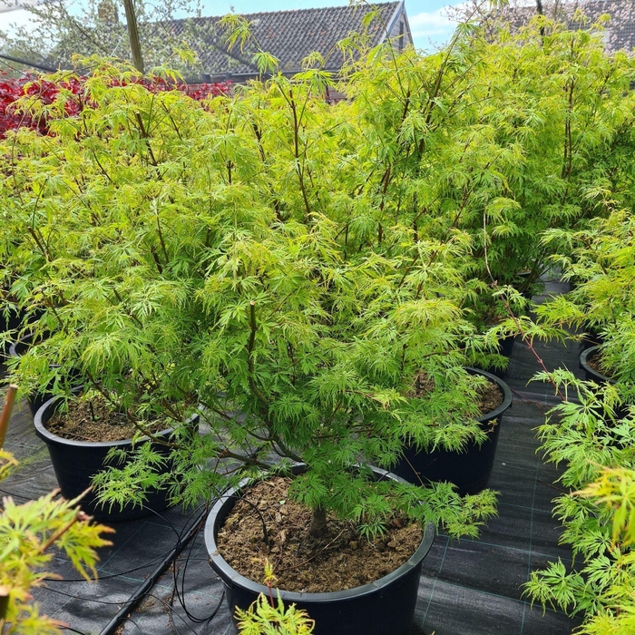 <h4>Acer palmatum Seiryu</h4>