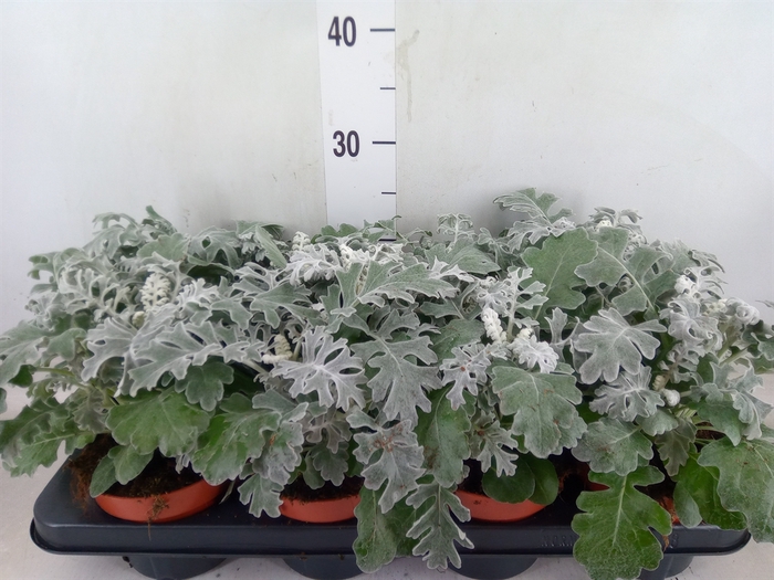 <h4>Jacobaea maritima</h4>