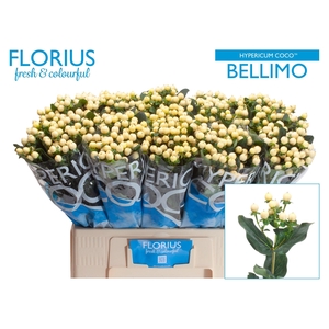 HYP COCO BELLIMO