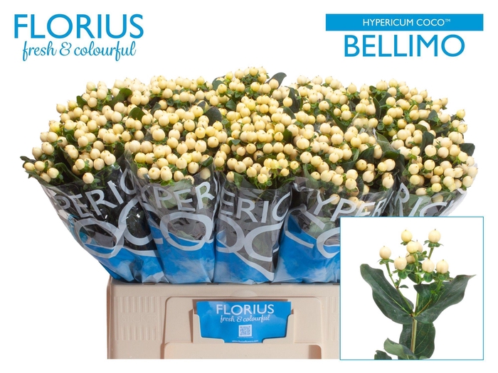 <h4>HYP COCO BELLIMO</h4>