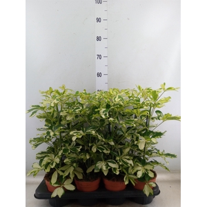 Schefflera arbor. 'Charlotte'