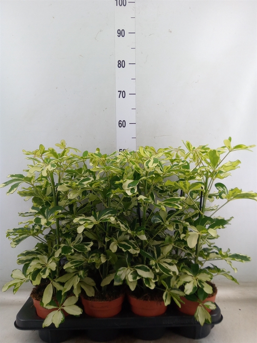 <h4>Schefflera arbor. 'Charlotte'</h4>