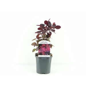 Cotinus cog. Royal Purple