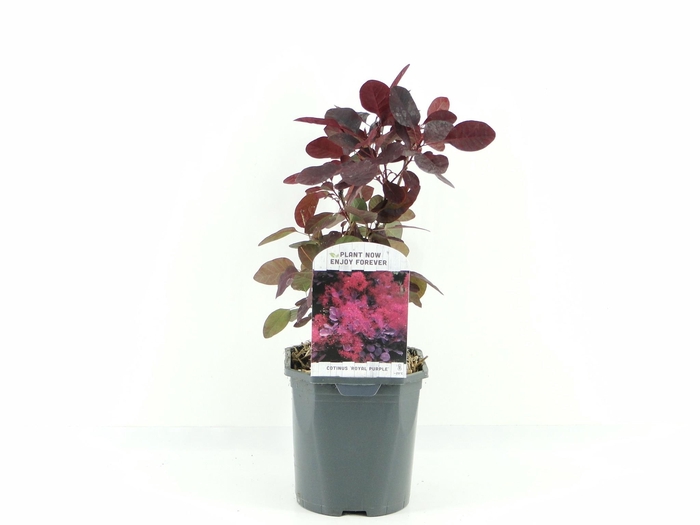 <h4>Cotinus cog. Royal Purple</h4>