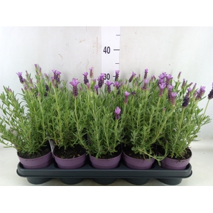 Lavandula stoec. 'Anouk'
