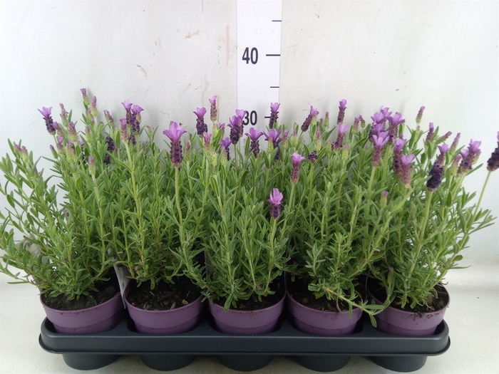 <h4>Lavandula stoec. 'Anouk'</h4>