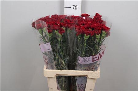 <h4>Di St Zurigo</h4>