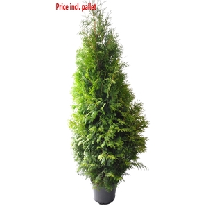 Thuja occ. Brabant, plantmaat 180-200 cm - Rondgestoken - PALLET