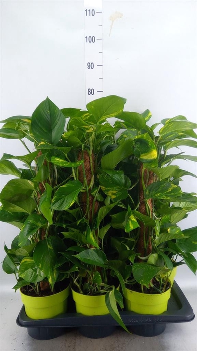<h4>Epipremnum pinn. ...moss stick</h4>