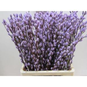 Salix Katje Milka L70