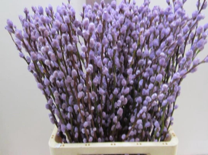 <h4>Salix Katje Milka L70</h4>