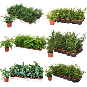 Buitenvarens Divers - 4 a 5 soorten per laag