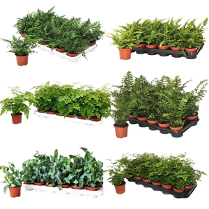 Buitenvarens Divers - 4 a 5 soorten per laag