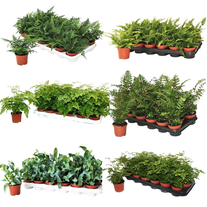 <h4>Buitenvarens Divers - 4 a 5 soorten per laag</h4>