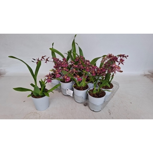 BRASSIA SUMMER DREAM