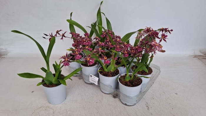 <h4>BRASSIA SUMMER DREAM</h4>