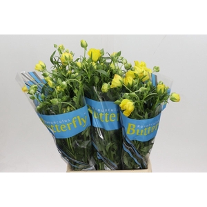 RANUNCULUS  'BUTTERFLY ARTEMIS'