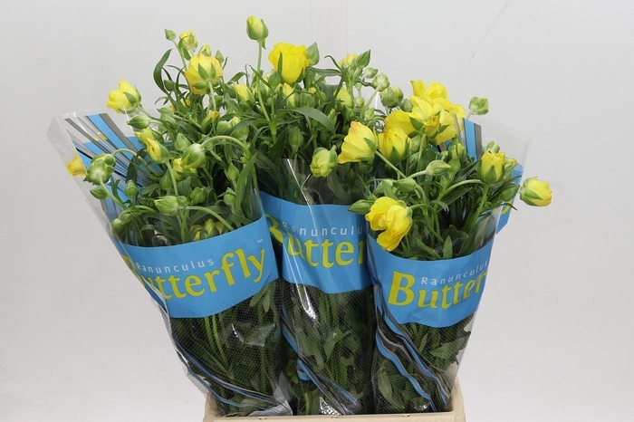 <h4>RANUNCULUS  'BUTTERFLY ARTEMIS'</h4>