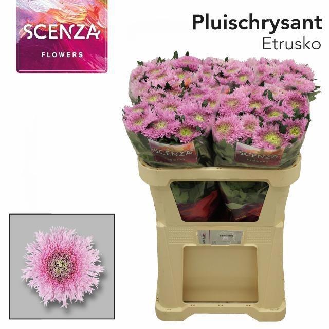 <h4>CHR G ETRUSKO</h4>