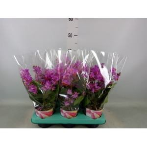 Phalaenopsis   ...lilac