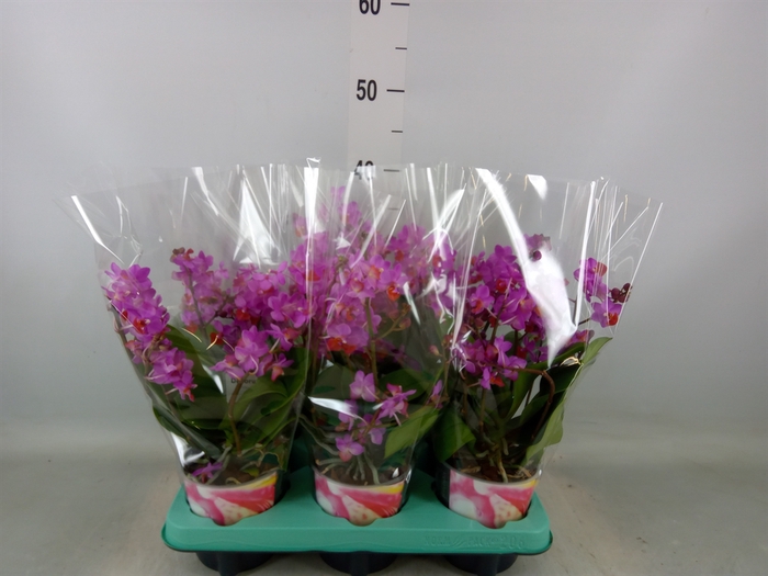 <h4>Phalaenopsis   ...lilac</h4>