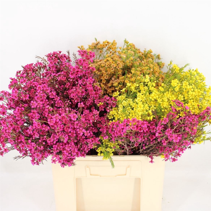 <h4>Chamelaucium Mixed Colours</h4>