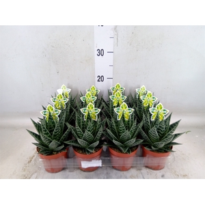 Aloe aristata 'Tiki Tahi'
