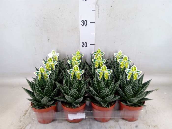 <h4>Aloe aristata 'Tiki Tahi'</h4>