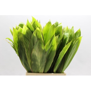 Cordyline Tips Green