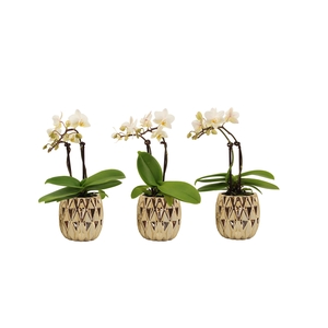 Dolomite Quartz Gold Tiny Dolls Wit 2T10+ Aqu@