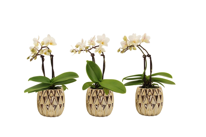 <h4>Dolomite Quartz Gold Tiny Dolls Wit 2T10+ Aqu@</h4>