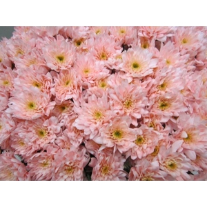 Chr T Euro Sweet Roosvice