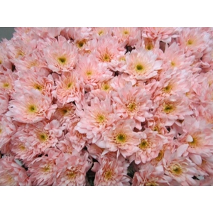 Chr T Euro Sweet Roosvice