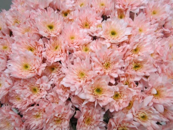 <h4>Chr T Euro Sweet Roosvice</h4>